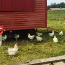 Chicken Quarters