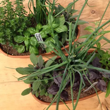 4 Herb Planter 