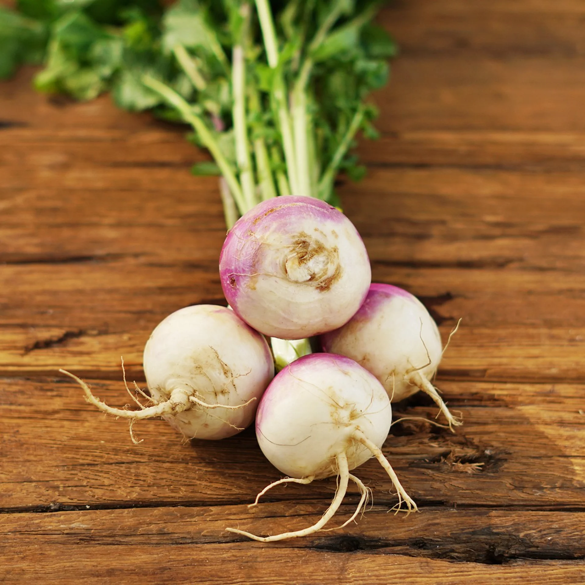 American Purple Top Turnips