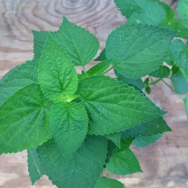 Anise- Hyssop