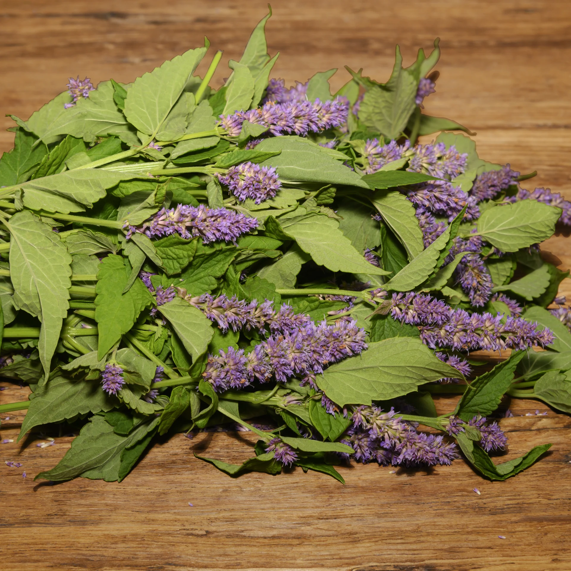 Anise Hyssop