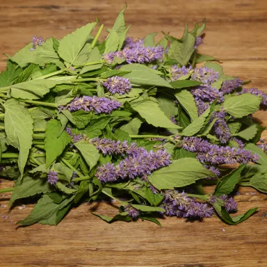 Anise Hyssop