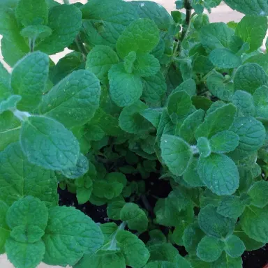 Mint- Apple