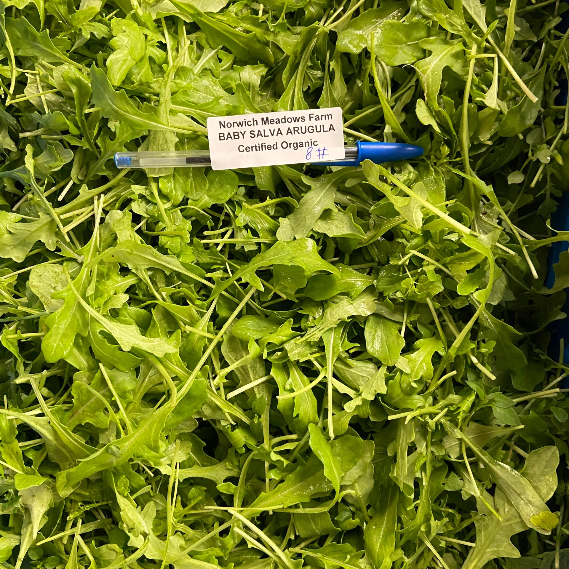 Arugula, Wild (Rocket)