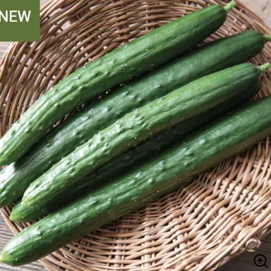 Natsu Japanese Crunch Cucumber