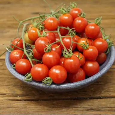 Mini Cherry on Vine