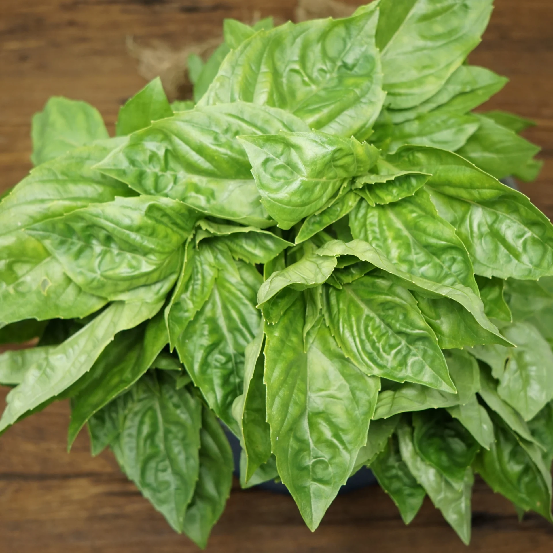 Basil
