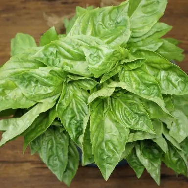 Basil