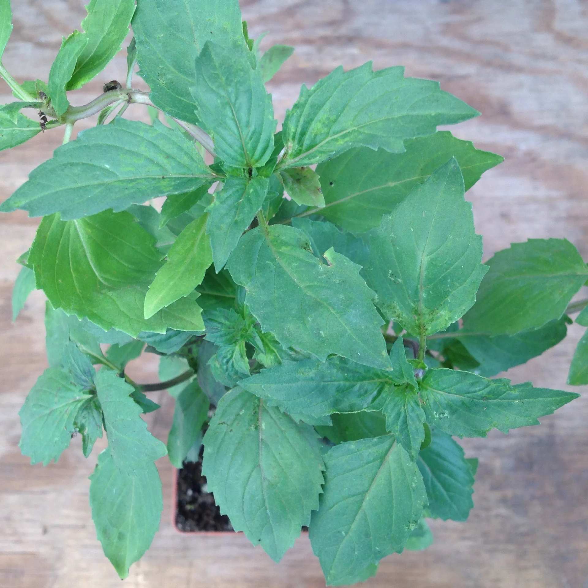 Basil- Ararat