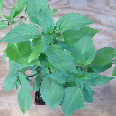 Basil- Ararat