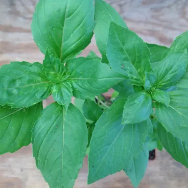 Basil- Cinnamon