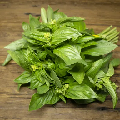 Basil, Genovese