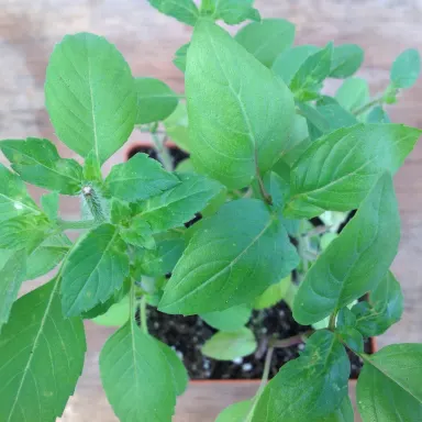 Basil- Holy