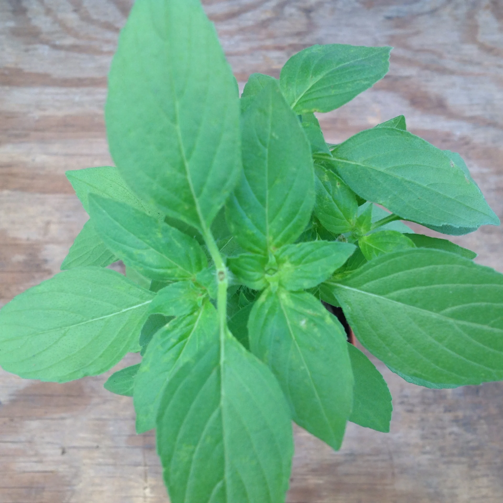 Basil- Lemon