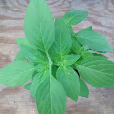 Basil- Lemon