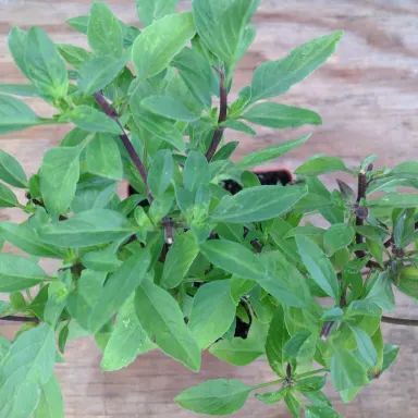 Basil- Licorice