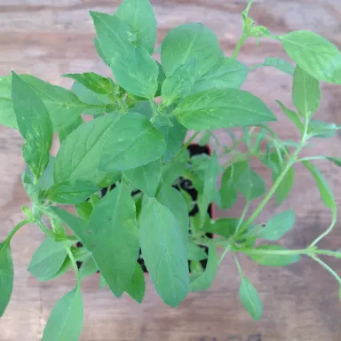 Basil- Lime