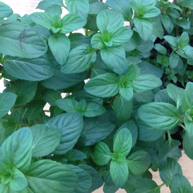 Mint- Basil