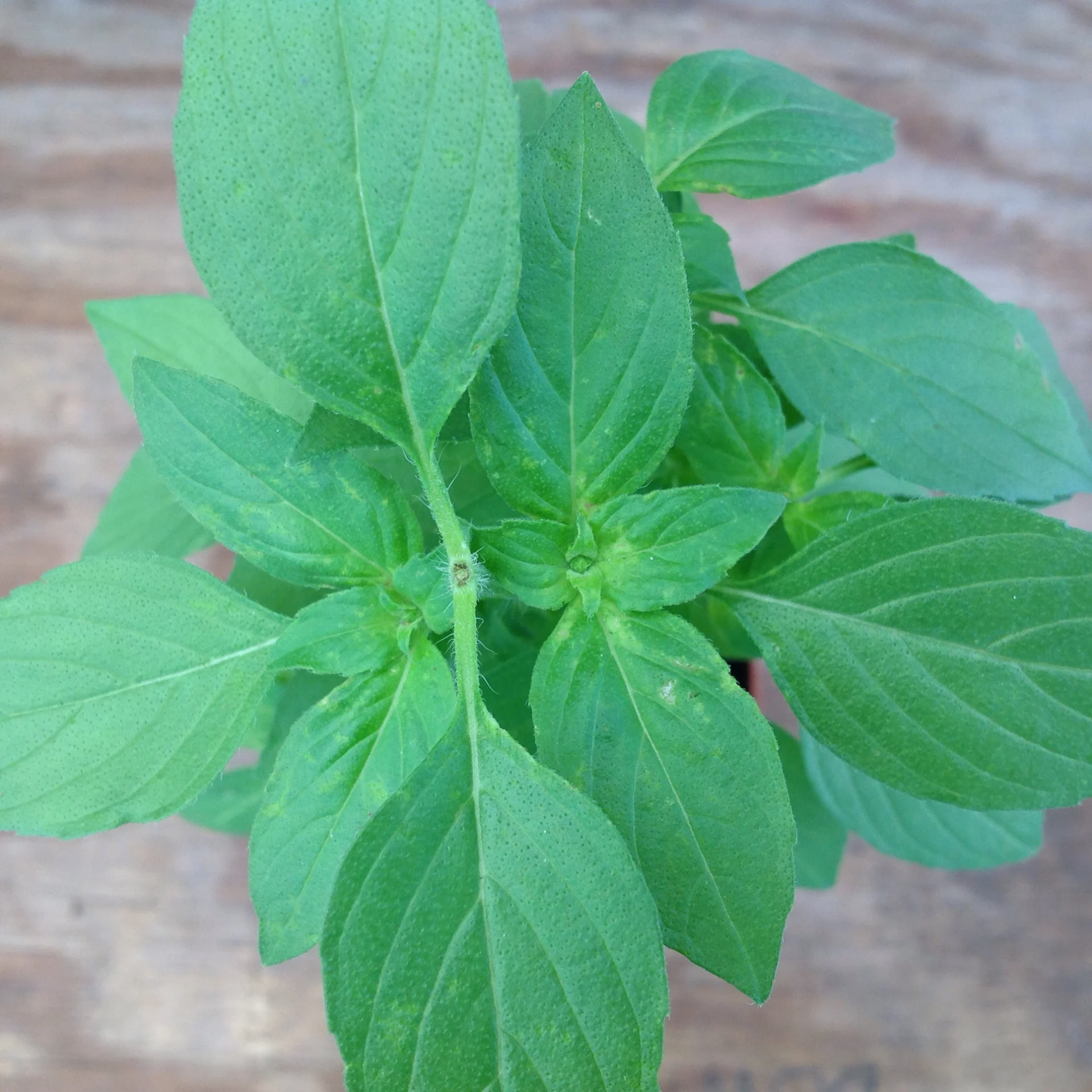 Basil- Mrs. Burns' Lemon Basil