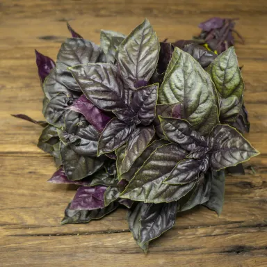 Basil, Opal