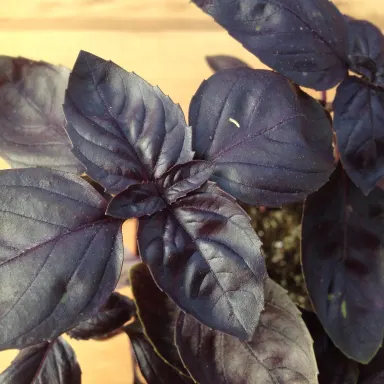 Basil- Purple