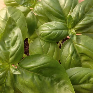 Basil- Sweet 