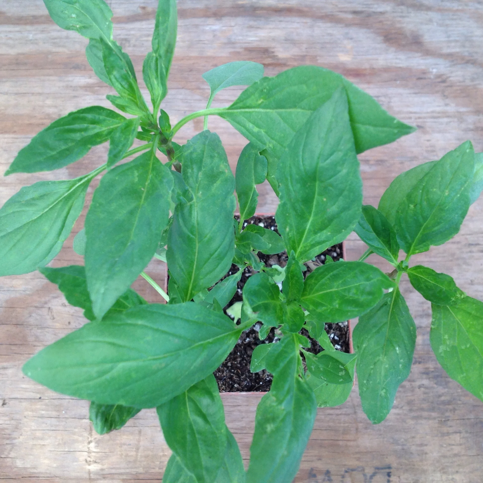 Basil- Thai Siam Queen
