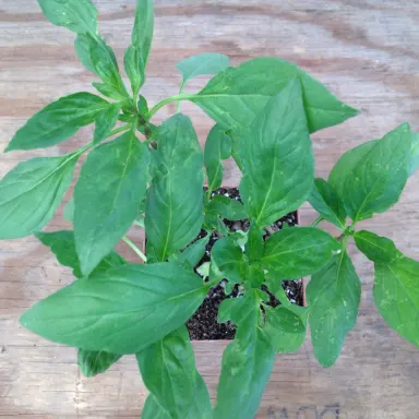 Basil- Thai Siam Queen