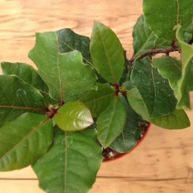 Bay Laurel - Leaf