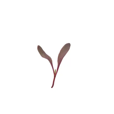 Beet (Bull's Blood) Microgreen
