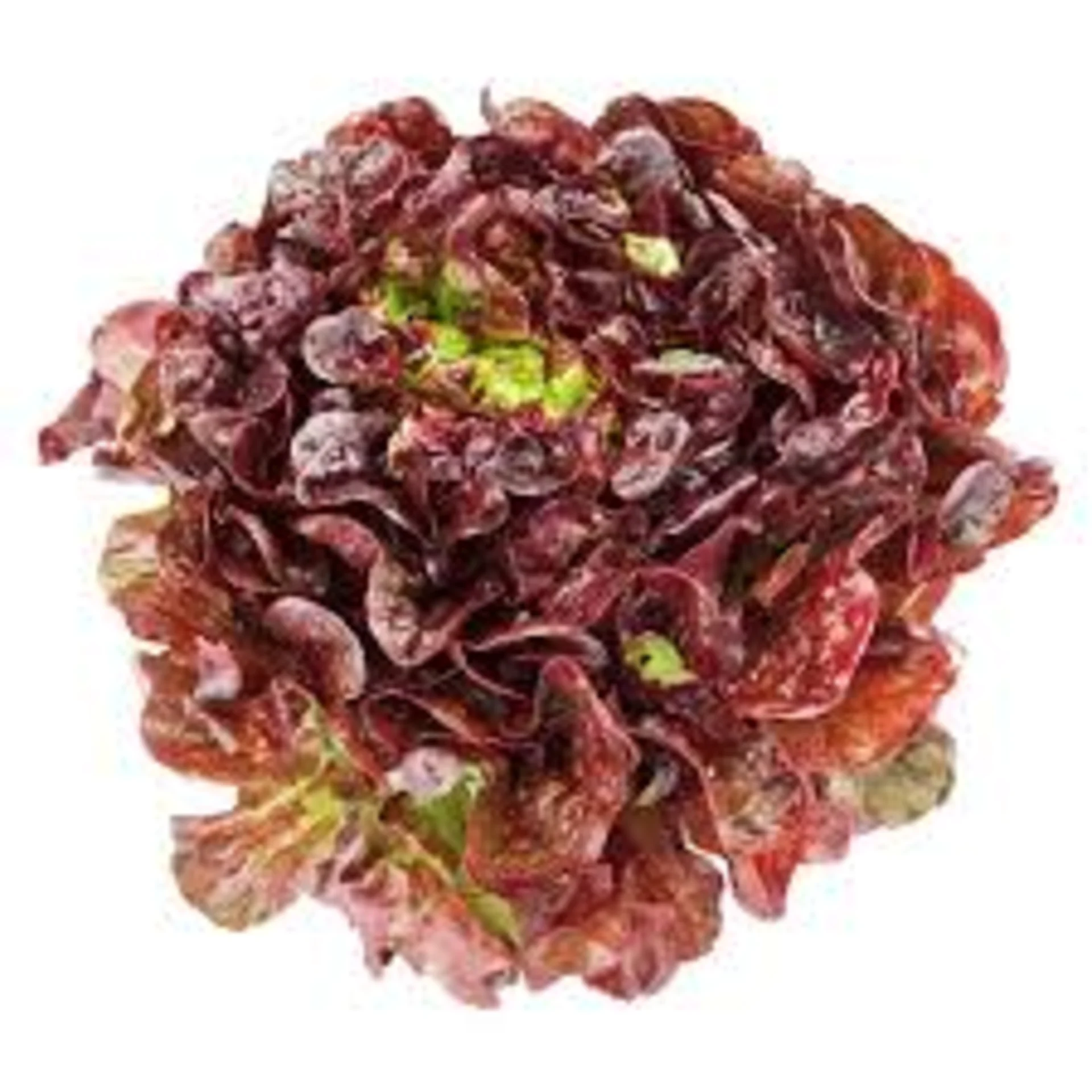 Bibb Lettuce, Red (Butter)