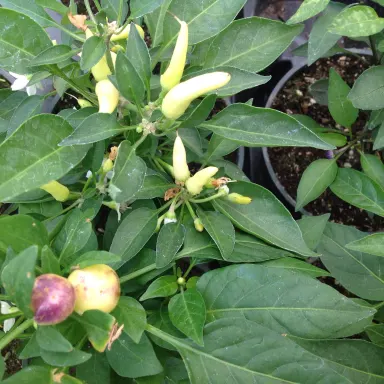 Mix Hot Chili Peppers