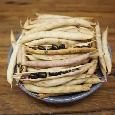 Black Bean