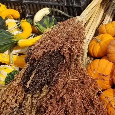 Broomcorn