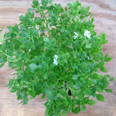 Basil- Bush