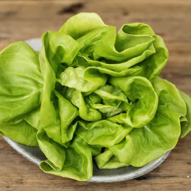 Buttercrunch Lettuce