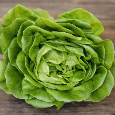 Butterhead Salanova