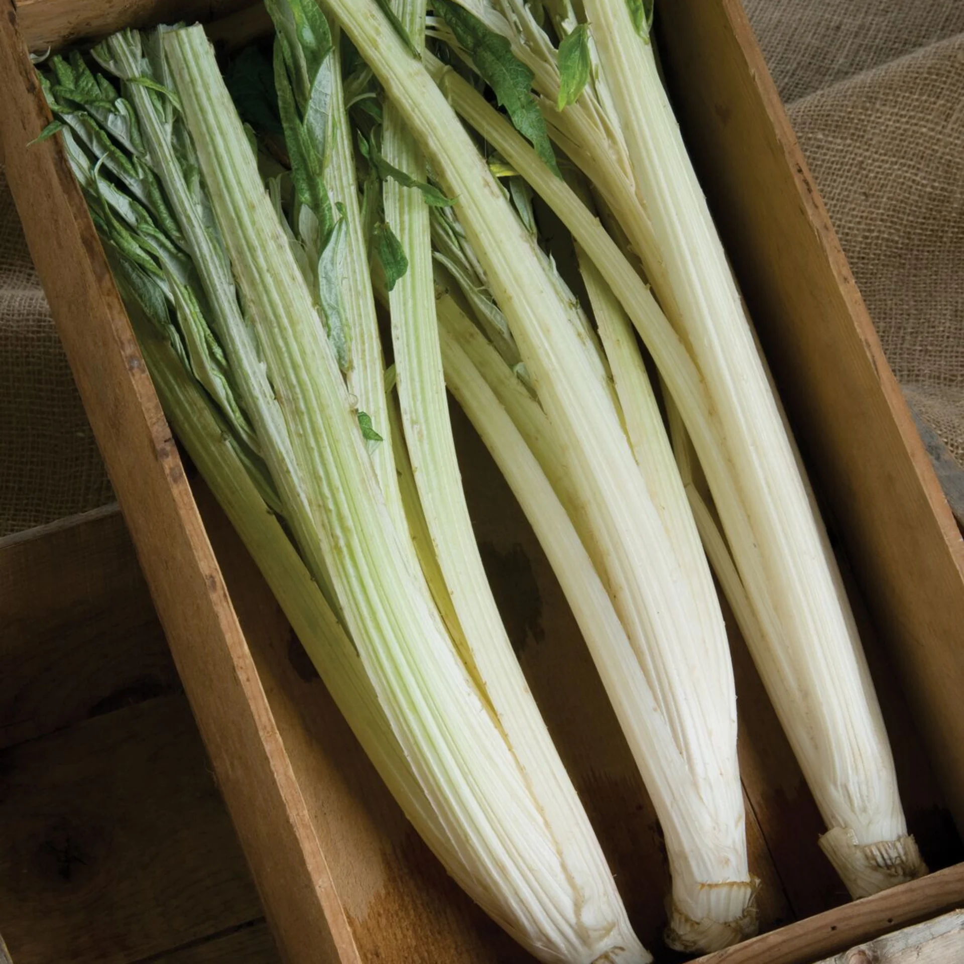 Cardoon