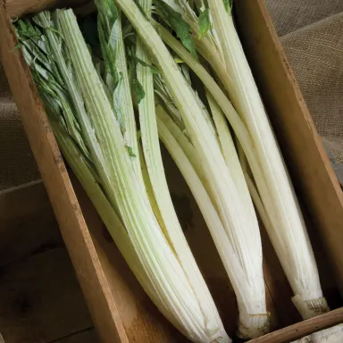 Cardoon