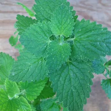 Catnip- Lemon