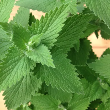 Catnip