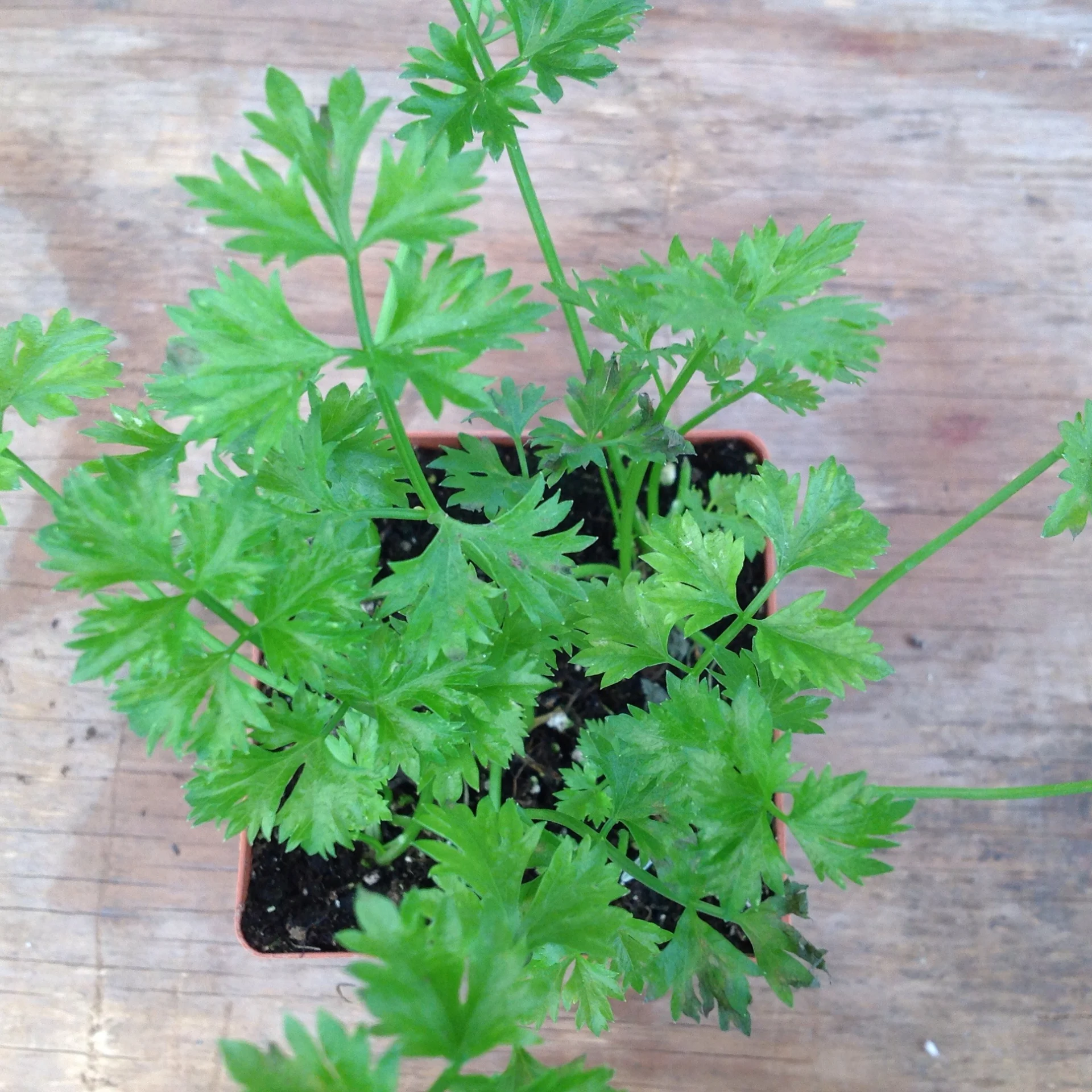 Celery- Cutting 