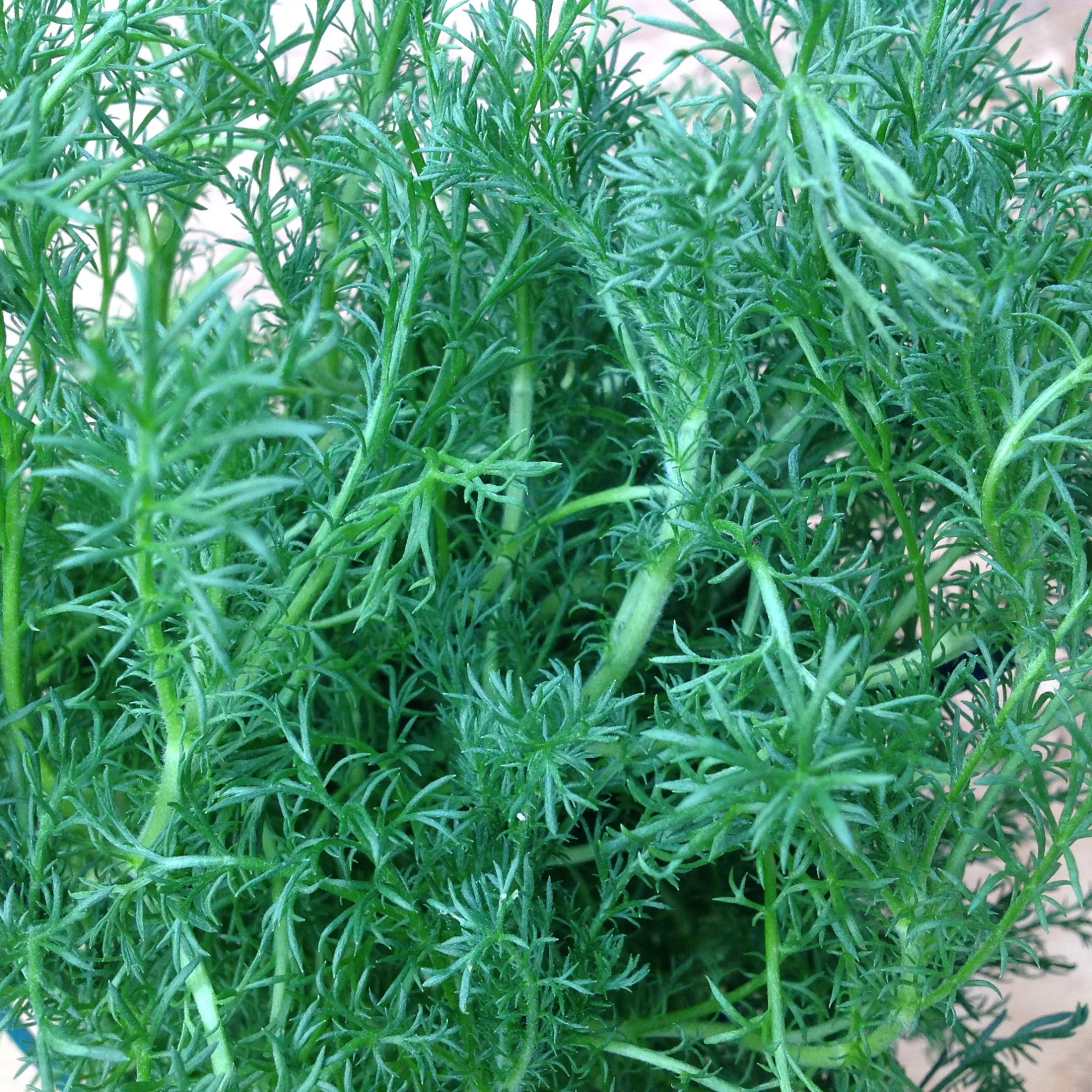 Chamomile