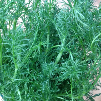 Chamomile