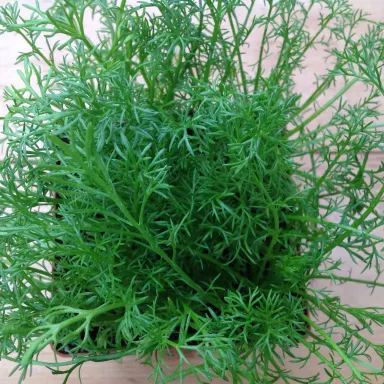 Chamomile- German Annual