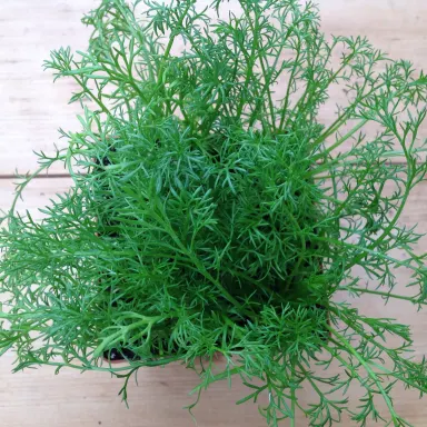 Chamomile- Roman Perennial