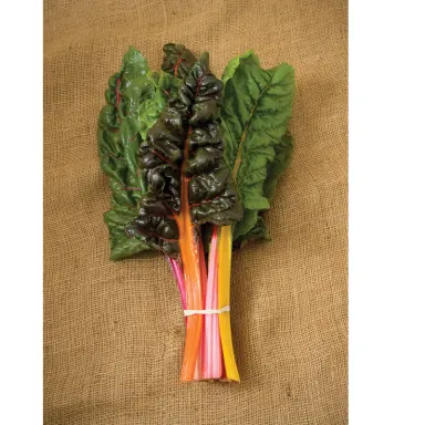 Chard Rainbow
