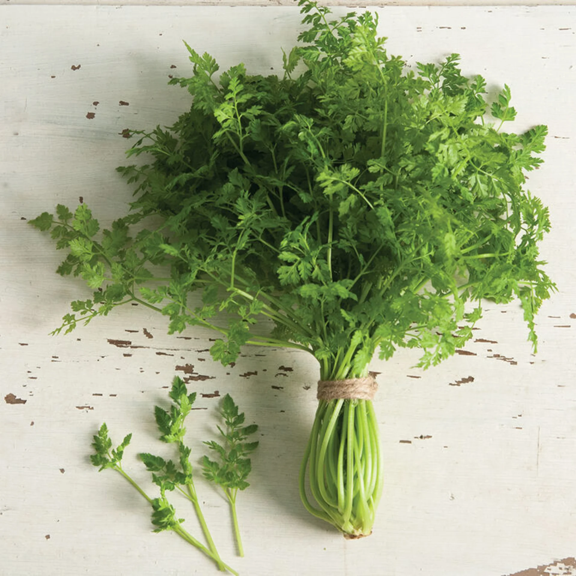 Chervil