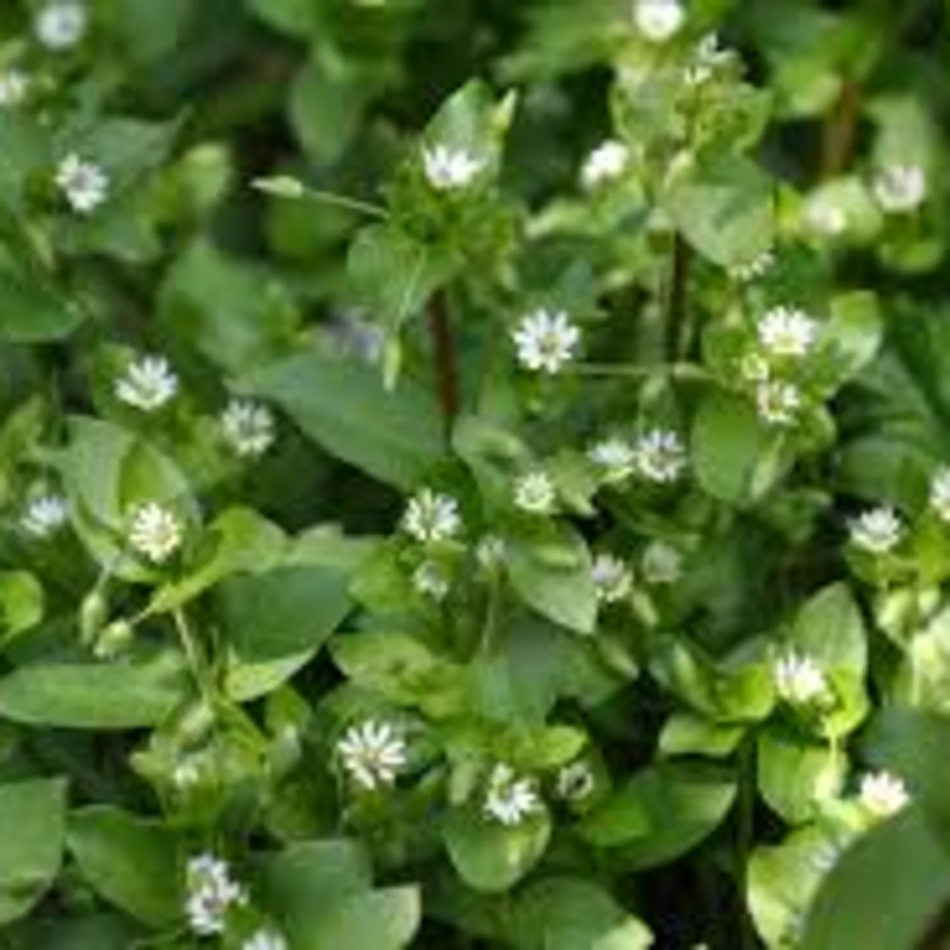 Chickweed