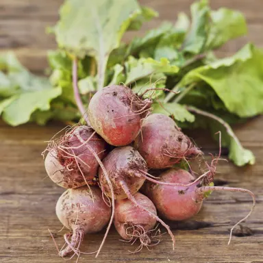 Chioggia (Candy)  Beets